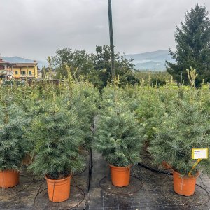 Jedľa jednofarebná (Abies concolor) - výška 80-100 cm, kont. C12L